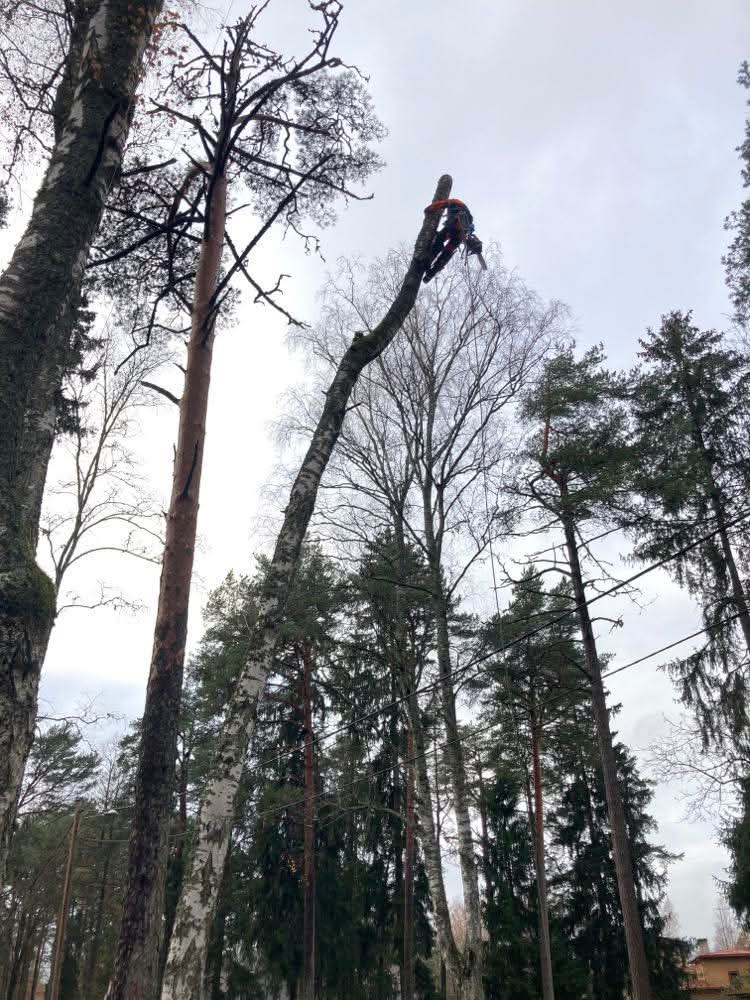 kes või mis on arborist