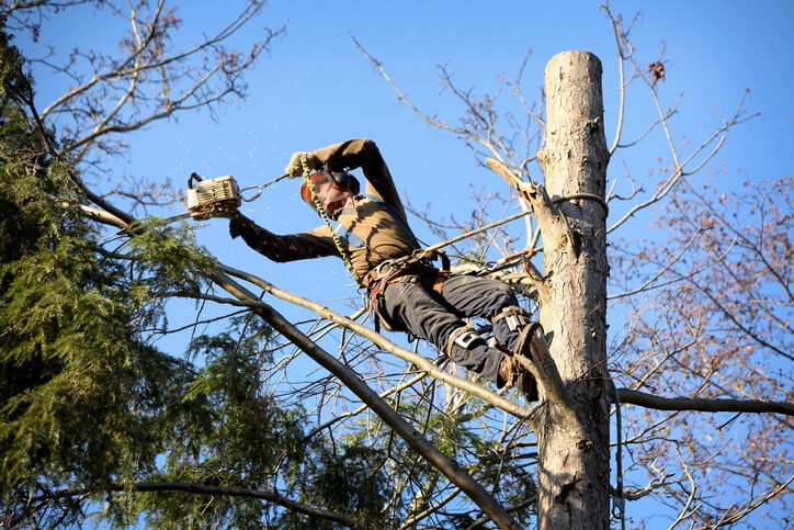 arborist tartus